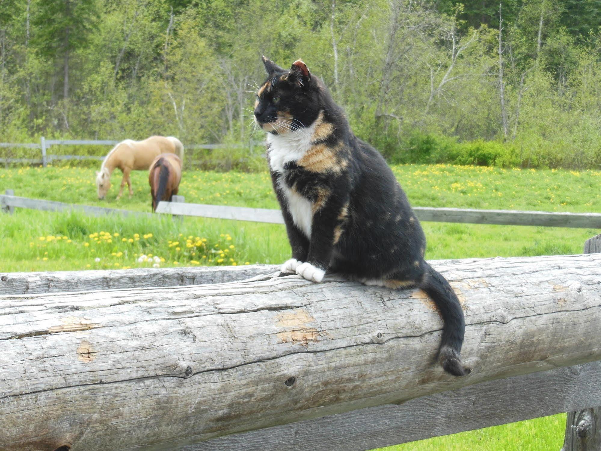 Wells Gray Guest Ranch Hotel Clearwater Luaran gambar